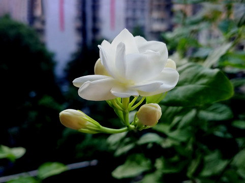 茉莉