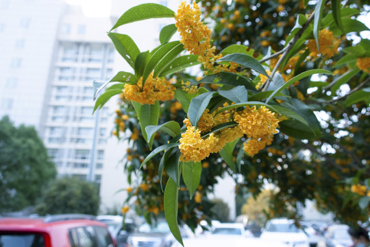 桂花