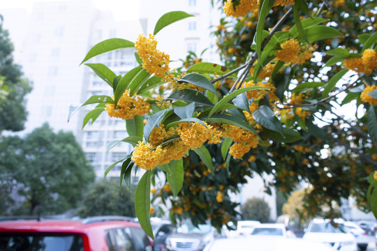 桂花