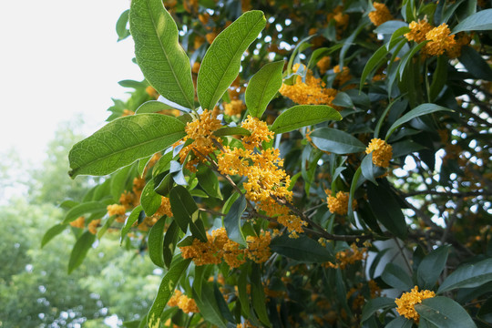 桂花