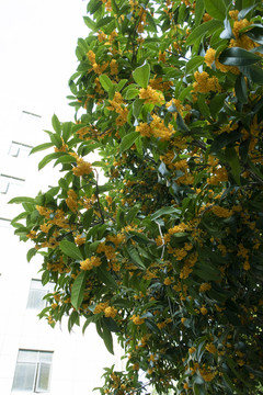 桂花