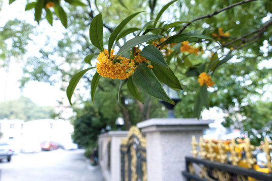 桂花