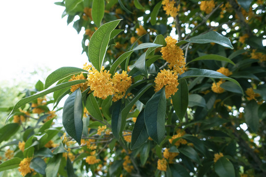 桂花