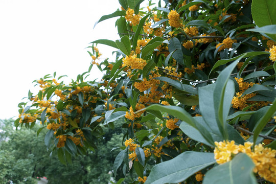 桂花