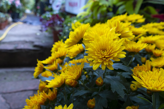 菊花