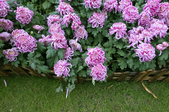 菊花