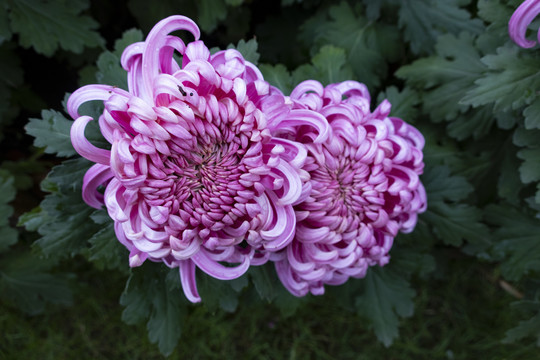 菊花