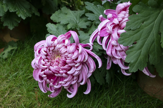 菊花