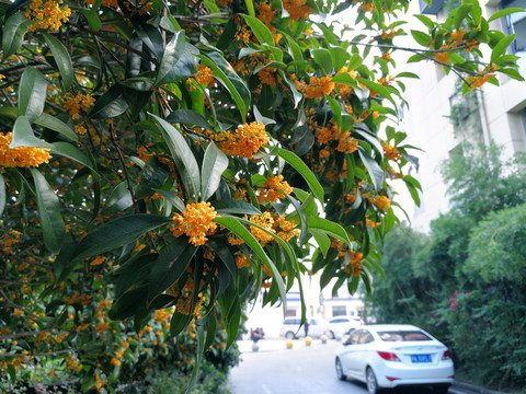 桂花