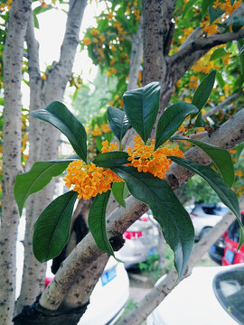 桂花