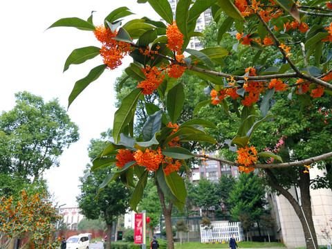 桂花