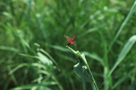 红蜻蜓