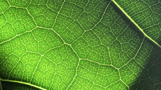 自然绿色肌理植物纤维纹理叶脉