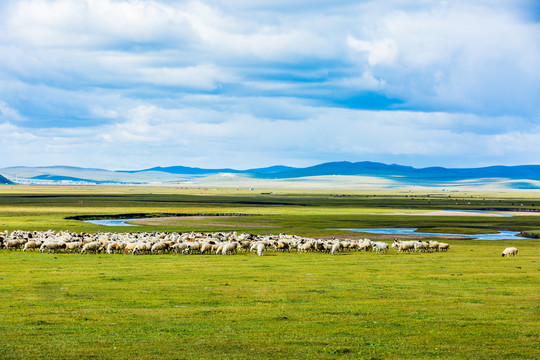 草原河流羊群牧场