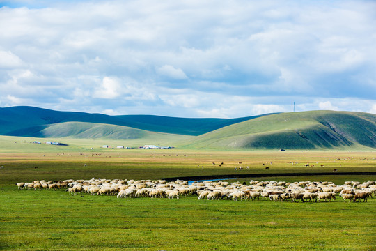草原羊群牛群