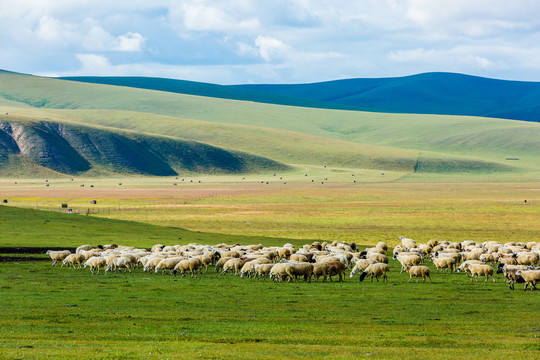 丘陵草原一群羊