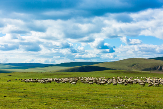 羊群草原