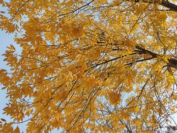 秋天金黄的树叶