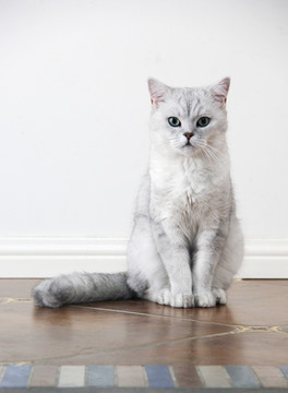 猫咪正面图片大全 猫咪正面设计素材 猫咪正面模板下载 猫咪正面图库 昵图网soso Nipic Com