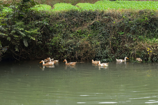 小河里一群鸭子