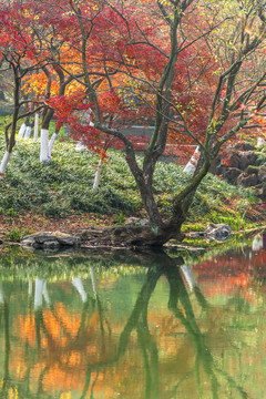 秋天水边枫树