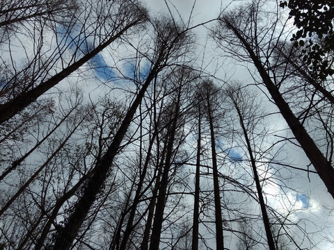 仰拍树林冬季天空