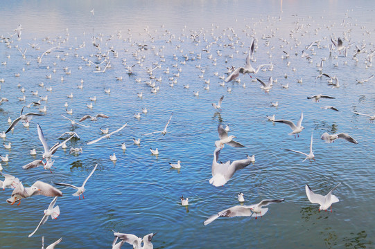 滇池海鸥