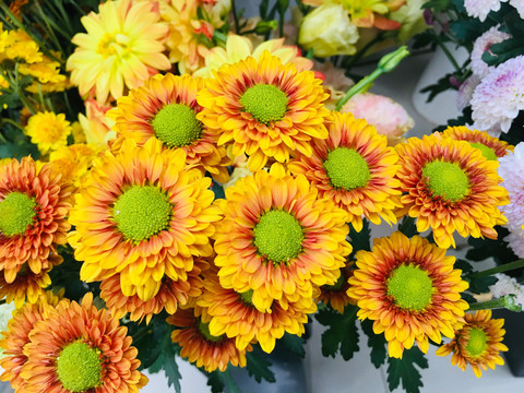 菊花