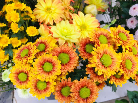菊花