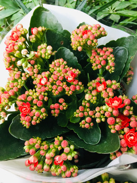长寿花花苞