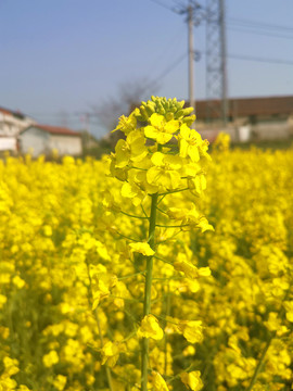 油菜花