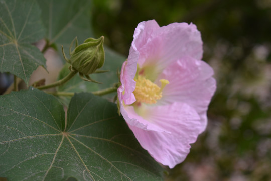 芙蓉花