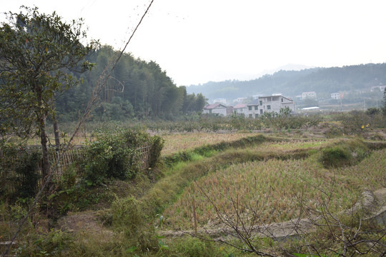 炎陵县草坪村