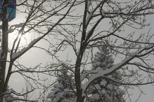 雪景