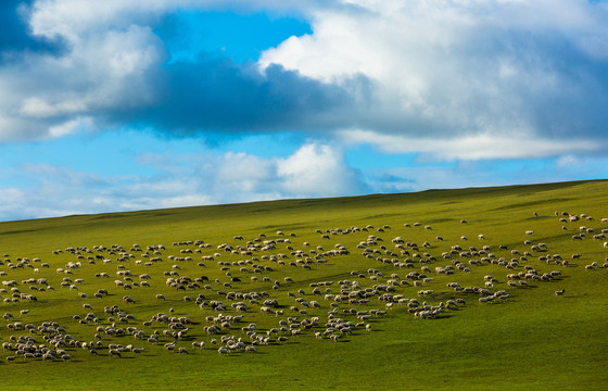 大草原羊群