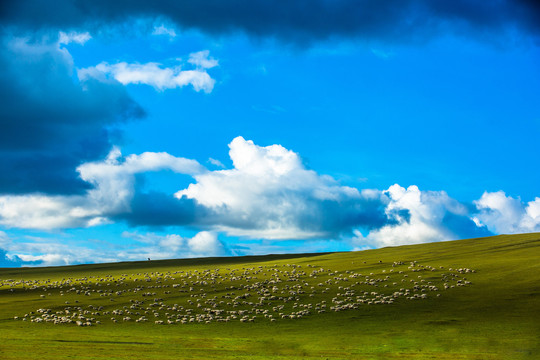 草原上一群羊