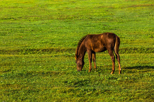 夏季草原吃草的马驹