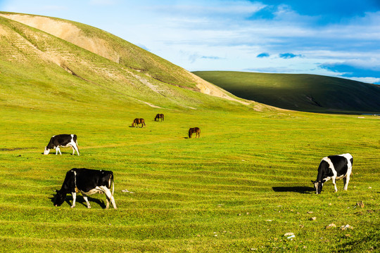 草原吃草的奶牛