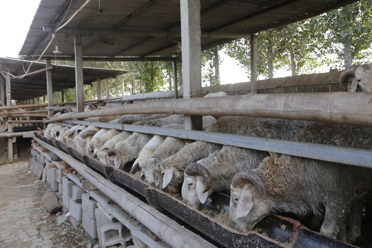 养殖场养羊