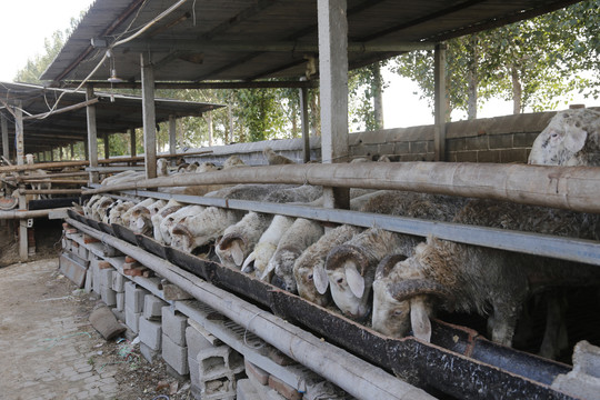 养殖场养羊