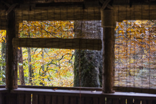 秋色彩林1木屋窗帘1森林树林
