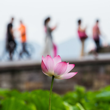 西湖荷花