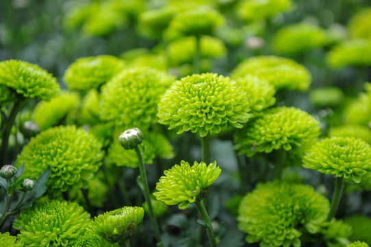 绿色菊花从