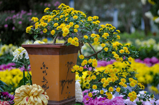 菊花盆景