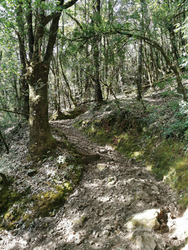 森林马古道