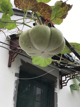 葫芦
