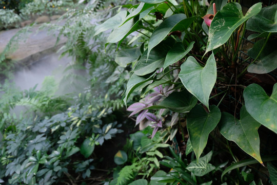 热带雨林植物