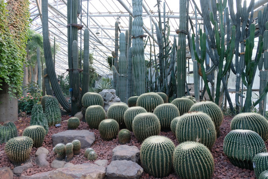 热带植物