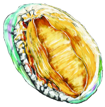 手绘鲍鱼素材