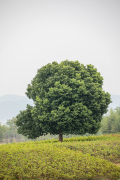 高清树木